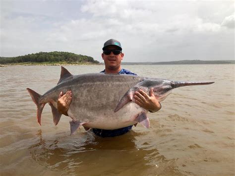 Paddlefish | Oklahoma Department of Wildlife Conservation