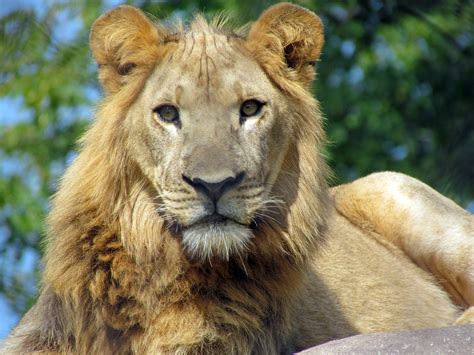 File:African lion, Seneca Park Zoo.JPG - Wikipedia