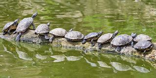Turtles in a row | I really liked how all these turtles were… | Flickr