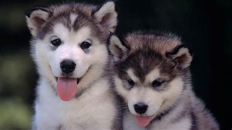 Baby Huskies Wallpaper (79+ images)