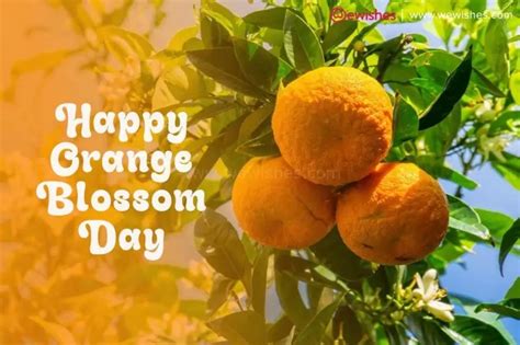 Happy Orange Blossom Day (2024) - Know Amazing Facts How Orange Benefits Skin and Health - We Wishes