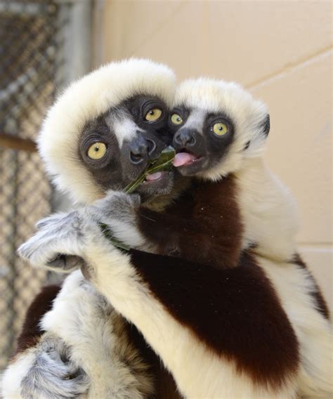 Meet the new lemur babies and their moms - Duke Lemur Center