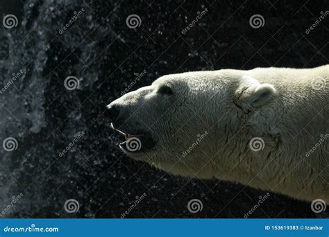 Polar Bear Close Up Portrait Stock Image - Image of animal, outdoors ...