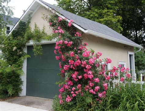 climbing hydrangea trellis - Google Search | Climbing hydrangea ...