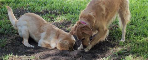 Digging - Golden Retriever Rescue of Mid Florida