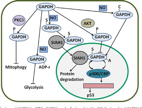 Figure 3 from Critical protein GAPDH and its regulatory mechanisms in cancer cells | Semantic ...