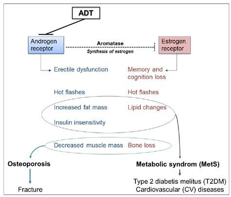 Side effects associated with androgen deprivation therapy (ADT). | Download Scientific Diagram