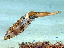 Cephalopoda - Wiktionary, the free dictionary