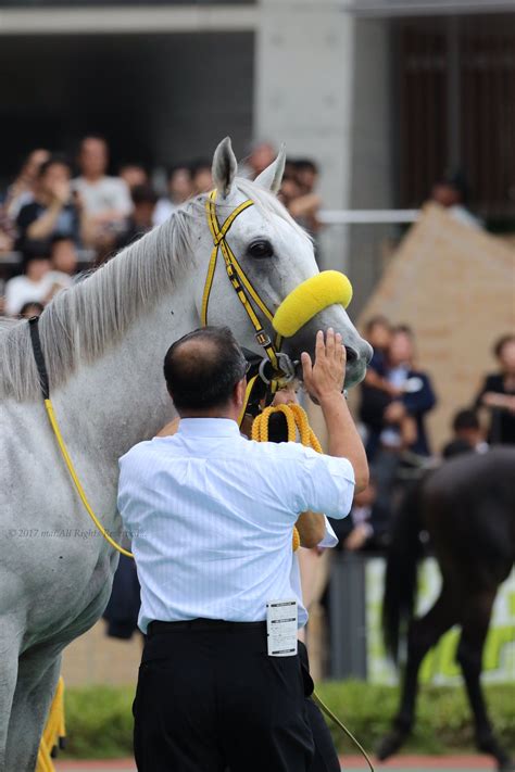 Pin by Ute Möhring on Horse | Thoroughbred horse, Horses, Types of horses