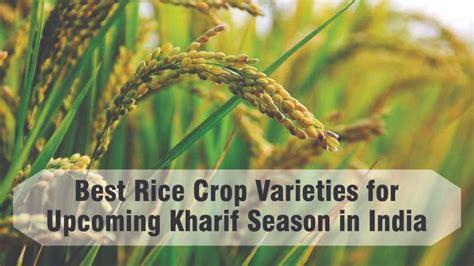 Rice Crop | Rice Crop Varieties | Features | Productivity