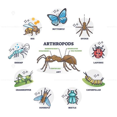 Arthropods animal group collection and segmented body anatomy outline ...