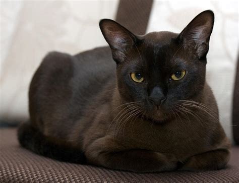 Burmese Cat | Cat Breed Selector