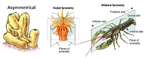 As Many Exceptions As Rules: Do You Have Be Ugly to Hear Well? – Owls and Body Plan Symmetry