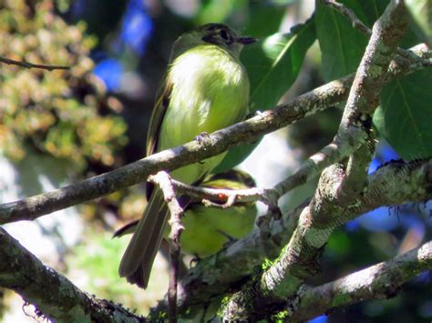 Aves do ParnaA: Cabeçudo