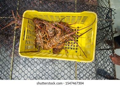 Lobster Season Caribbean Freshly Caught Spiny Stock Photo (Edit Now ...