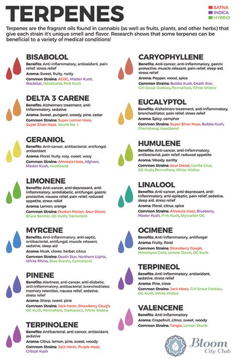 Common Terpenes in Cannabis: Things Budtenders Should Know — JESS HEN