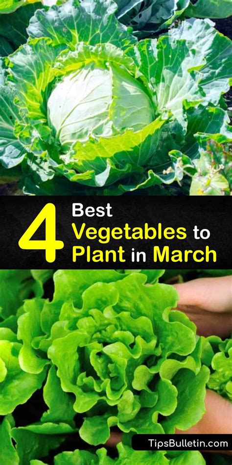 Vegetable Planting in March - March-Growing Vegetables