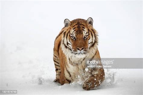 Tiger Attacking Prey Photos and Premium High Res Pictures - Getty Images