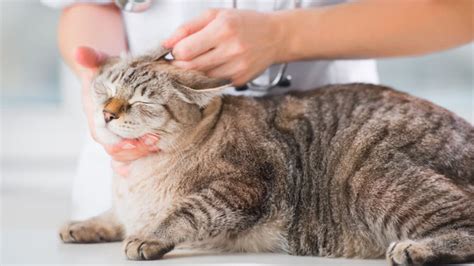 Ear Mite Treatment for Cats That Vets Recommend | BeChewy