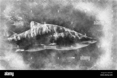 dangerous and huge shark swimming under sea black and white drawing Stock Photo - Alamy