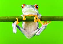 Crazy Frog Free Stock Photo - Public Domain Pictures