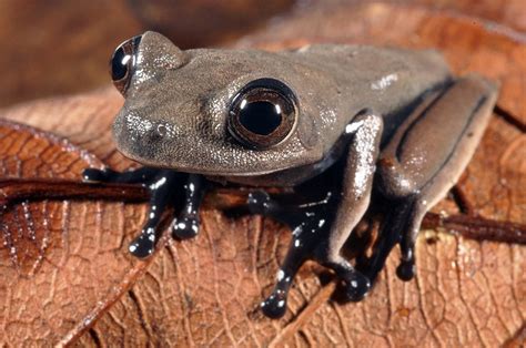 60 possible new species discovered in Suriname forest - CBS News