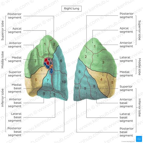 Posterior Lung Lobe Anatomy | SexiezPicz Web Porn