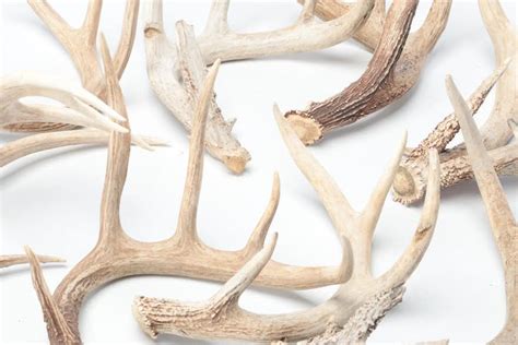 Deer Antler Sheds | EBTH