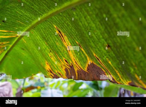 Banana tree disease, Symptoms of black sigatoka on banana foliage ...