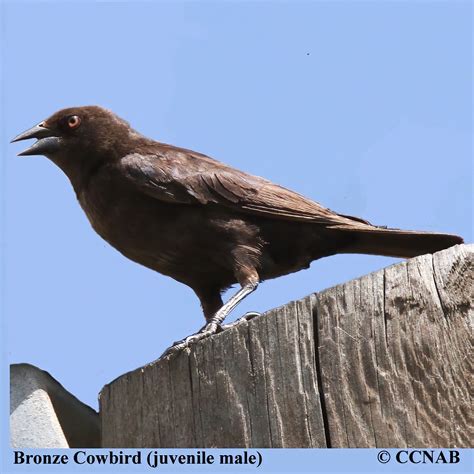 Bronzed Cowbird (Molothrus aeneus) - North American Birds - Birds of ...