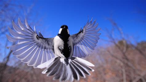 Bird Flapping Wings Wallpaper,HD Birds Wallpapers,4k Wallpapers,Images,Backgrounds,Photos and ...