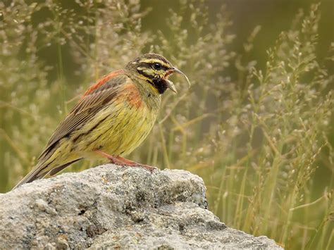 Cirl Bunting Bird Facts (Emberiza cirlus) | Birdfact