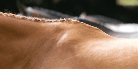 Kissing Spines in Horses