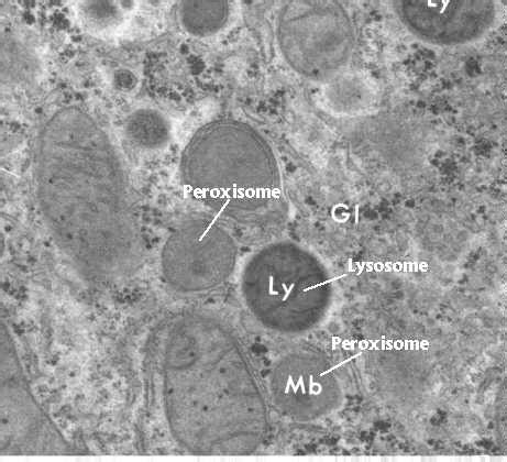 Lysosomes and Peroxisomes | Celebrate Cytochemistry | Gwen V. Childs, Ph.D.