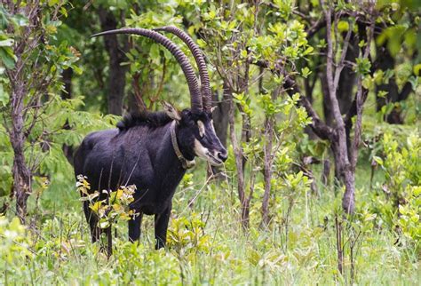 Parque Nacional da Cangandala *Kangandala National Park | Natureza - Nature | Pinterest