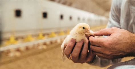 Hatchery management in ABR production - EW Nutrition