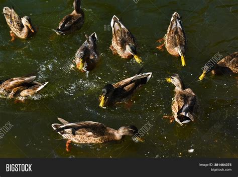 Ducks Pond Park. Wild Image & Photo (Free Trial) | Bigstock