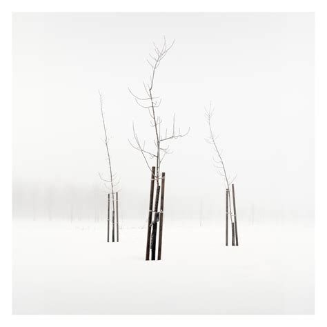 Three Bare Trees | Three saplings in fog. Helsinki, Finland.… | Flickr