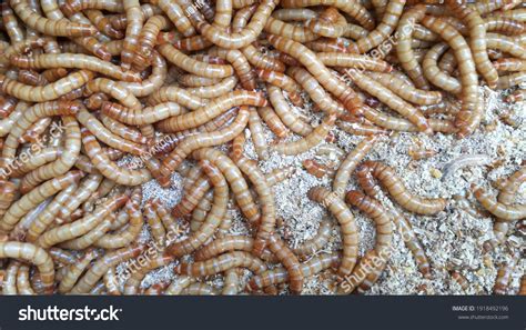 27,090 Insect Larva Food Images, Stock Photos & Vectors | Shutterstock