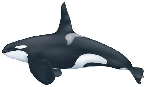 New Mandela effect: Orca's back pattern : r/MandelaEffect