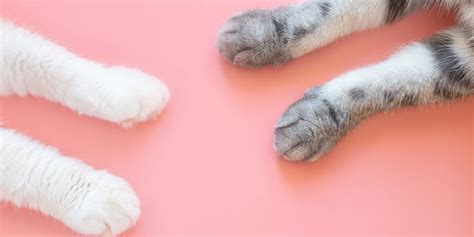 10 Fascinating Facts About Your Cat's Paws - Cats.com