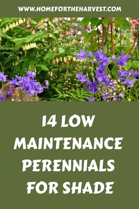 14 low maintenance perennials for shade 🍀🌿 Beautify low-light areas