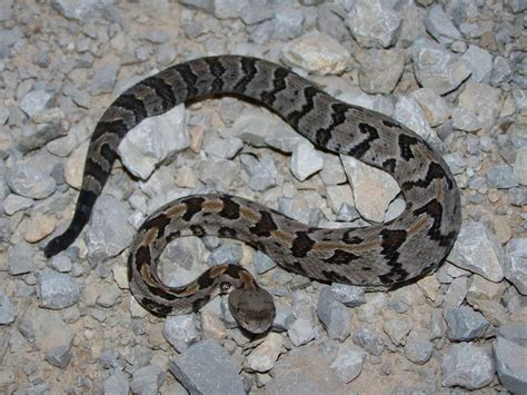 27++ Baby timber rattlesnake info