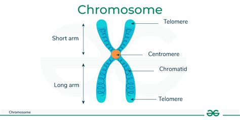 23 Chromosomes - Functions and Types of Chromosomes - GeeksforGeeks