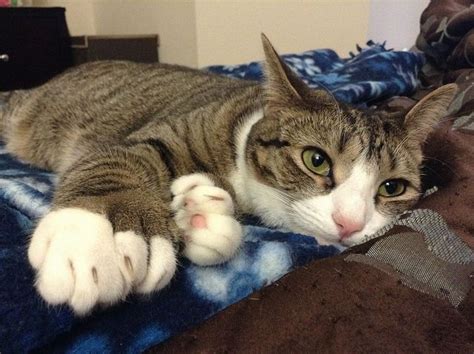 All About Polydactyl Cats - Care.com Resources