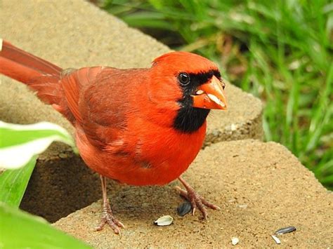 The Best Cardinal Bird Feeders and Birdseed - Birds and Blooms