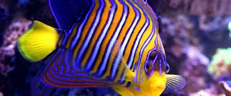 100 best Colourfull Fish images on Pinterest | Salt water fish, Fishing and Peach