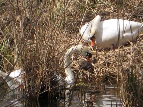 Nesting Swans | Birds in Berlin