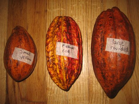 Where the Wild Greens Grow: Cocao Pods: Germinating Theobroma Cacao seeds.