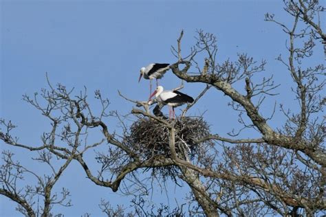 White Storks — Knepp Wildland